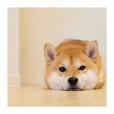 好看的狗狗头像